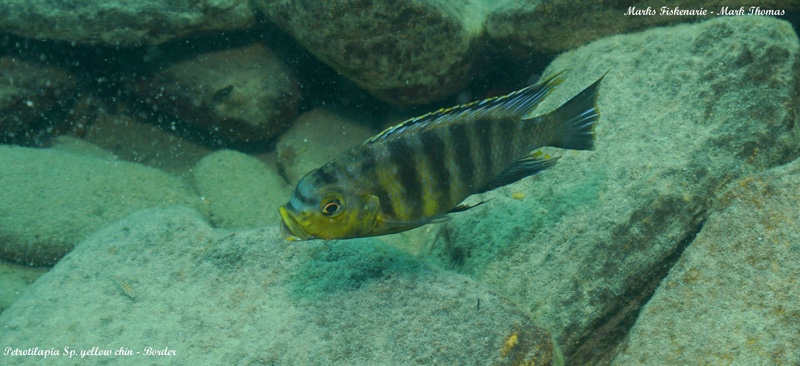Petrotilapia sp. 'yellow chin' Border